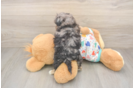 Petite Poochon Poodle Mix Pup