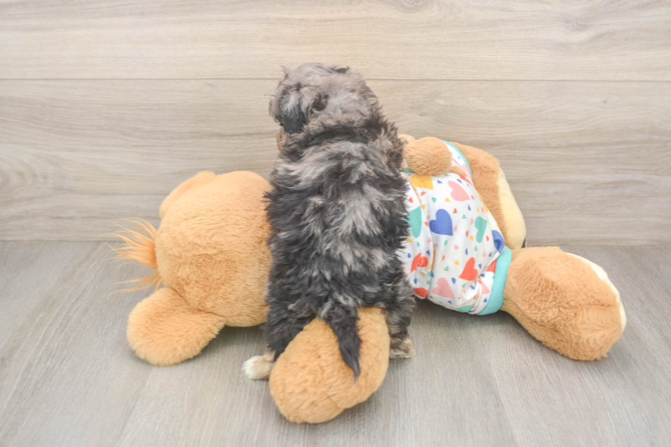 Petite Poochon Poodle Mix Pup