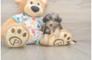 Poochon Puppy for Adoption