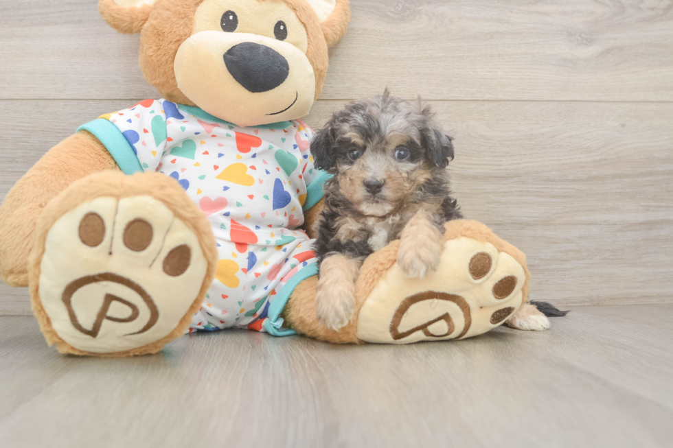Poochon Puppy for Adoption