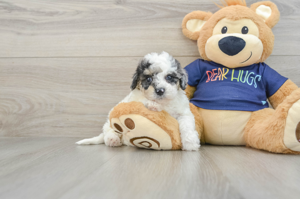 6 week old Poochon Puppy For Sale - Seaside Pups