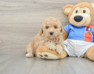 7 week old Poochon Puppy For Sale - Seaside Pups