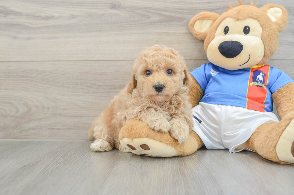 5 week old Poochon Puppy For Sale - Seaside Pups