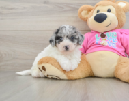 7 week old Poochon Puppy For Sale - Seaside Pups