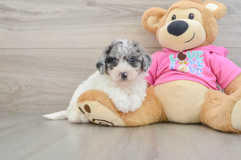 6 week old Poochon Puppy For Sale - Seaside Pups