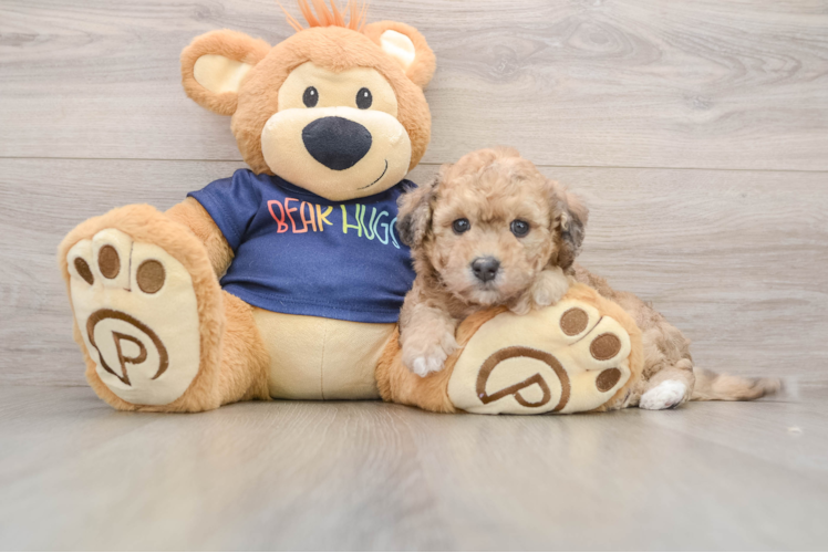 Hypoallergenic Bichpoo Poodle Mix Puppy