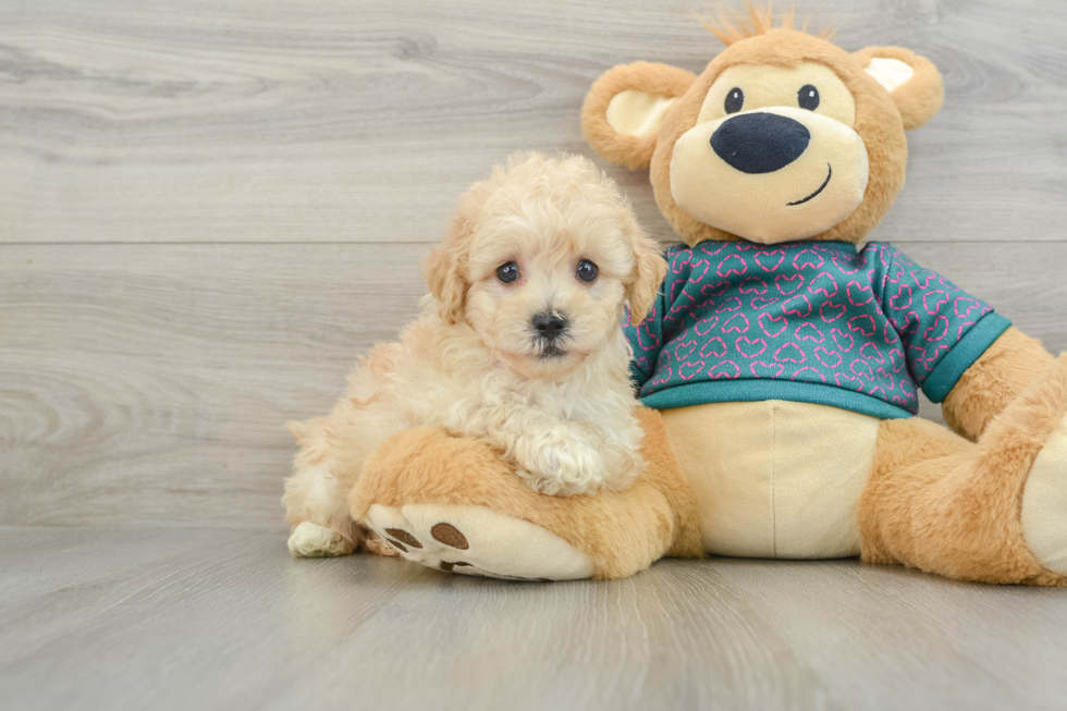 Energetic Bichpoo Poodle Mix Puppy