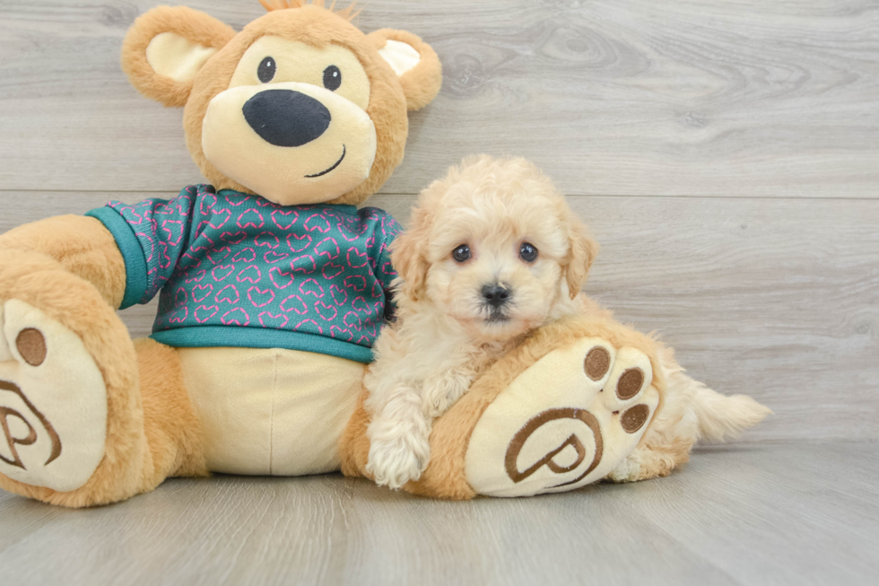 Hypoallergenic Bichpoo Poodle Mix Puppy