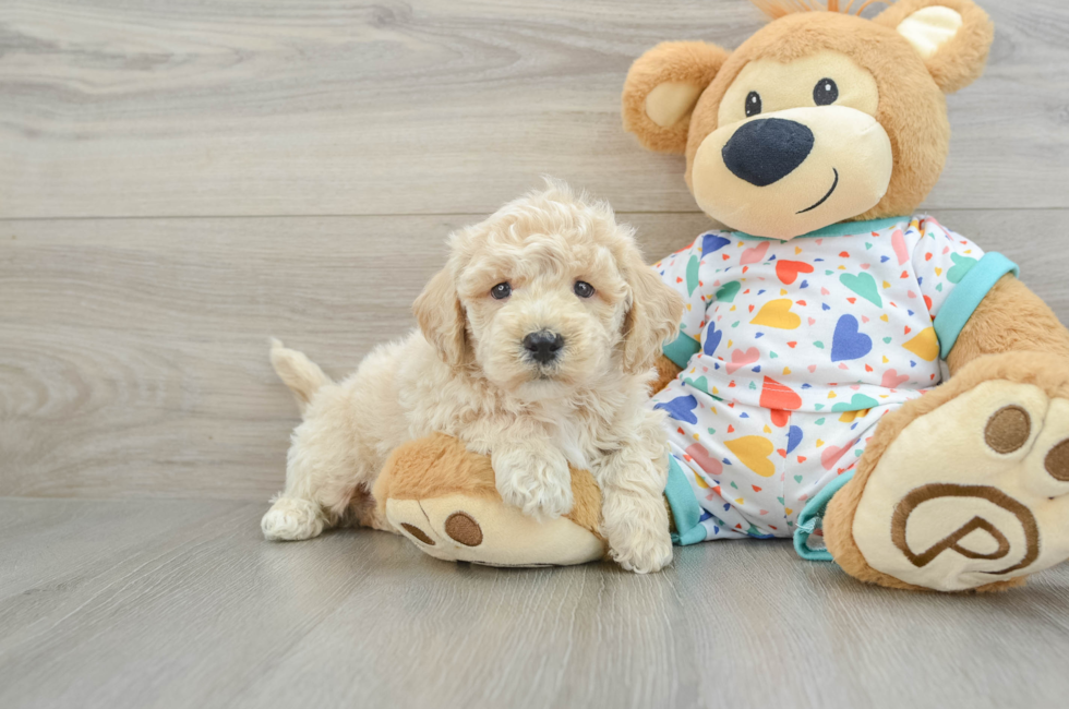 6 week old Poochon Puppy For Sale - Seaside Pups