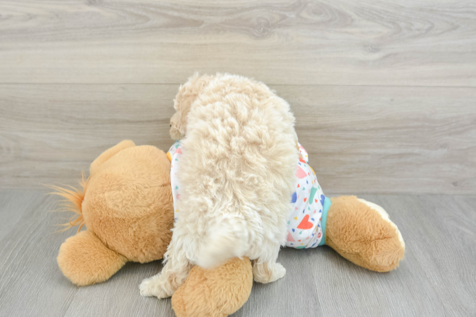 Happy Poochon Baby