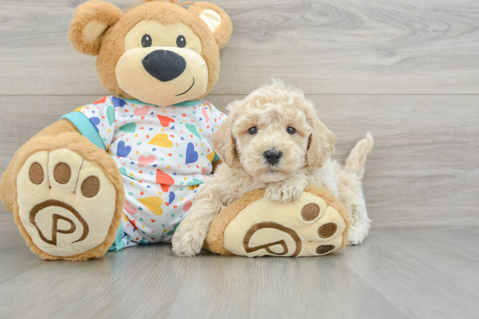 Poochon Pup Being Cute