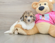 7 week old Poochon Puppy For Sale - Seaside Pups