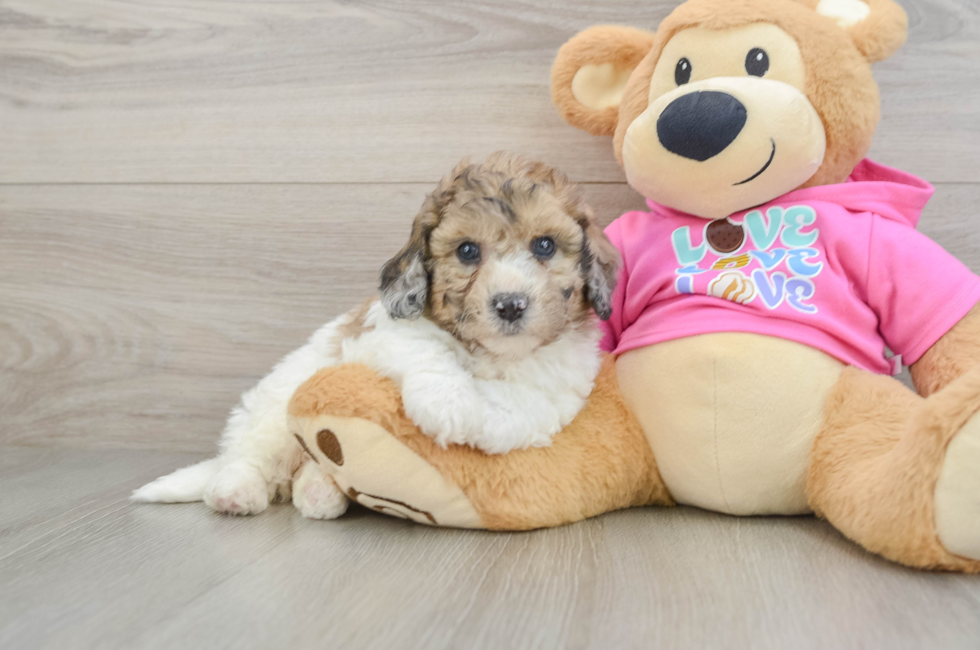 6 week old Poochon Puppy For Sale - Seaside Pups