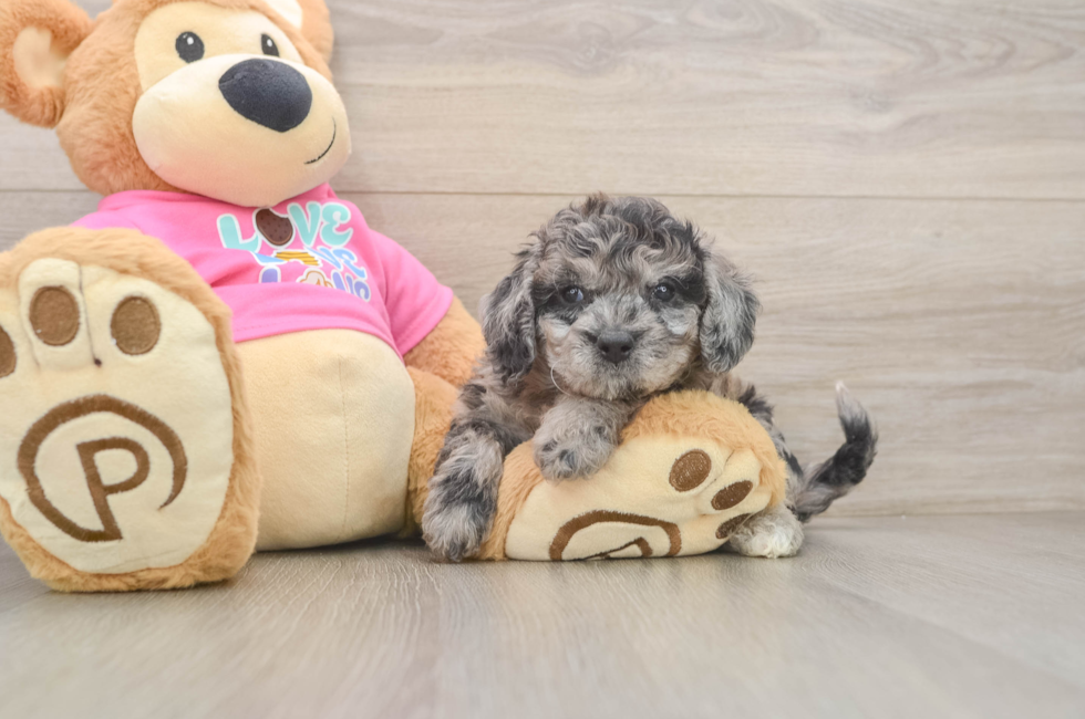 5 week old Poochon Puppy For Sale - Seaside Pups