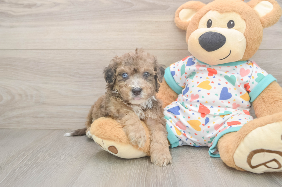 5 week old Poochon Puppy For Sale - Seaside Pups