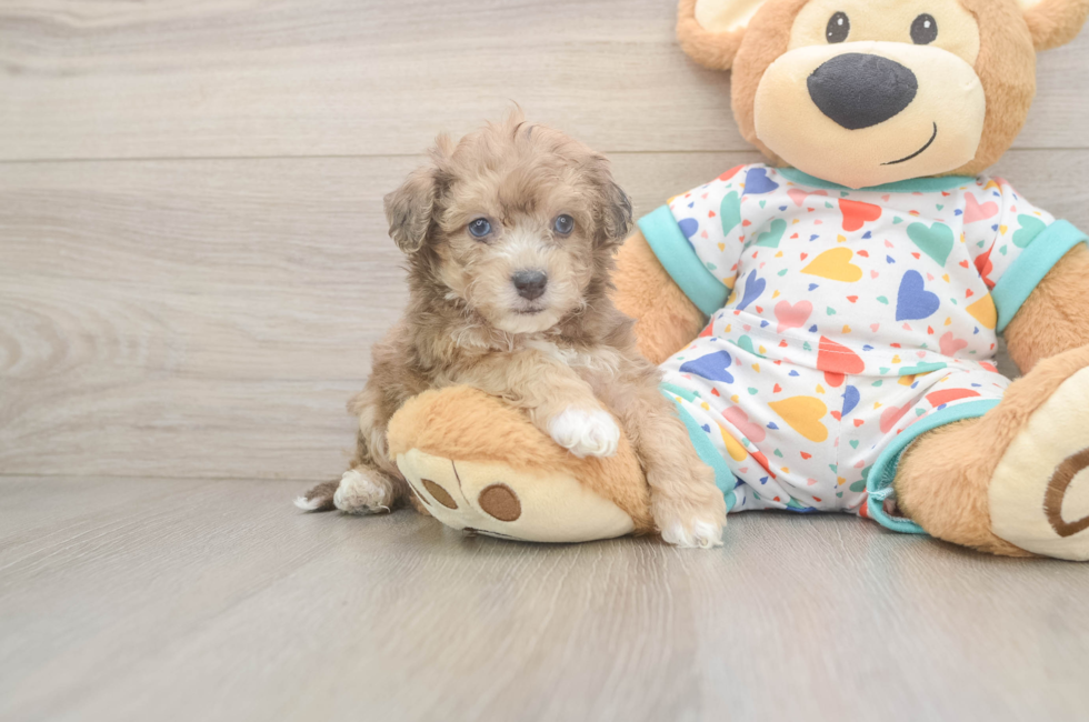 5 week old Poochon Puppy For Sale - Seaside Pups