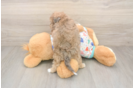 Cute Poochon Baby