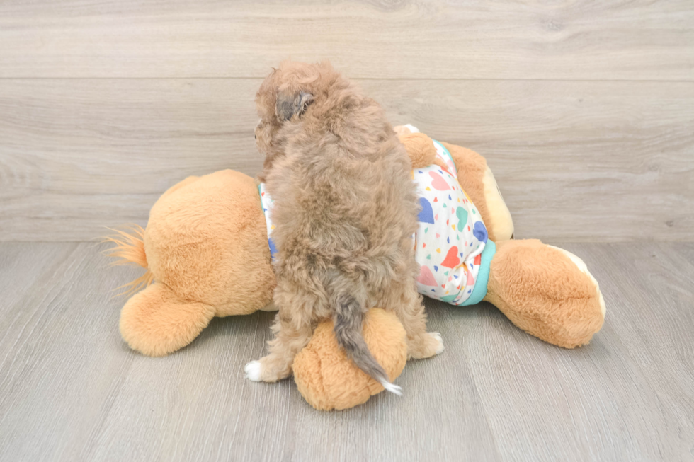 Cute Poochon Baby