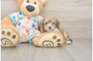 Poochon Puppy for Adoption