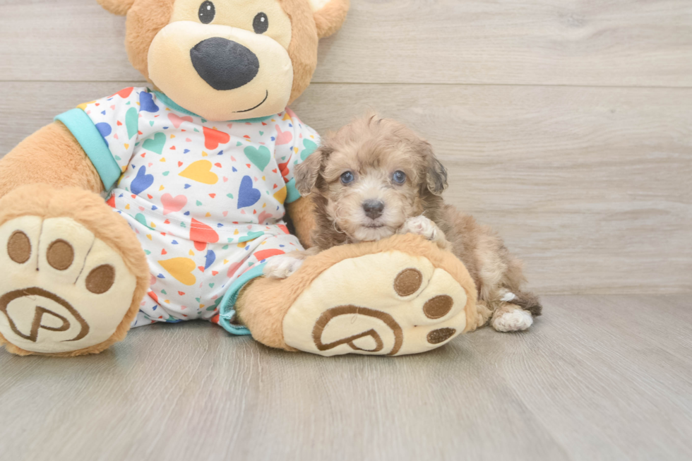 Poochon Puppy for Adoption