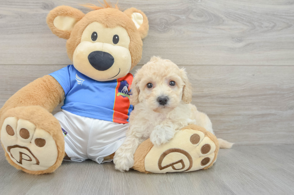 5 week old Poochon Puppy For Sale - Seaside Pups