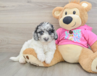 7 week old Poochon Puppy For Sale - Seaside Pups