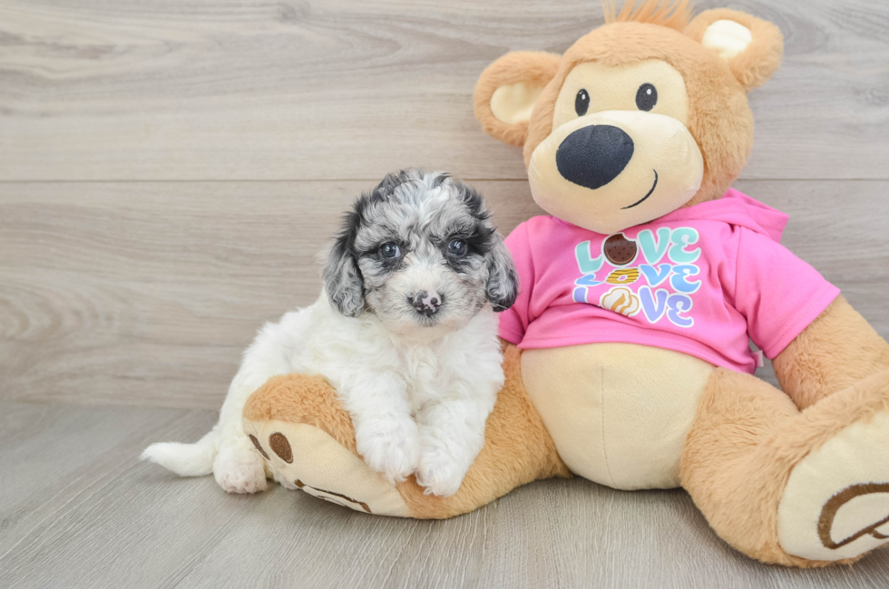6 week old Poochon Puppy For Sale - Seaside Pups