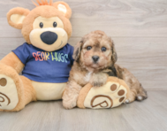 6 week old Poochon Puppy For Sale - Seaside Pups