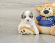 6 week old Poochon Puppy For Sale - Seaside Pups