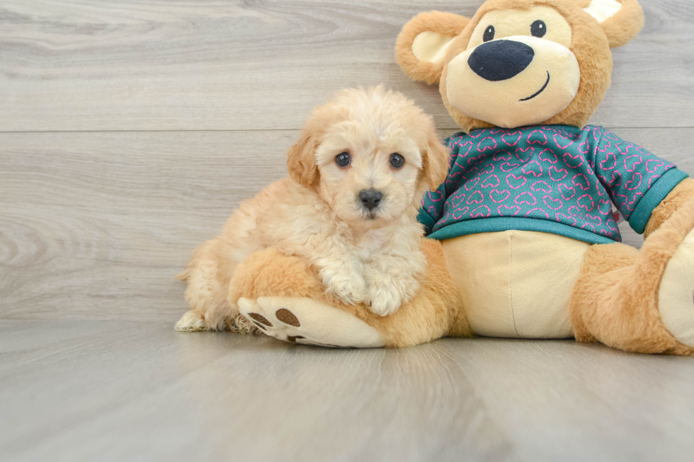 Poochon Pup Being Cute