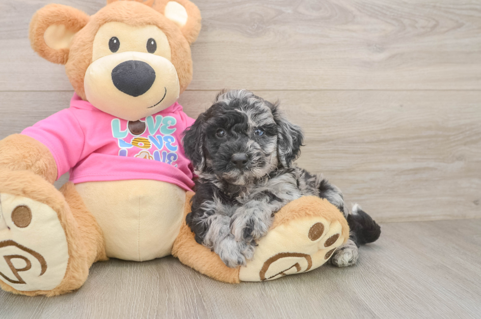 5 week old Poochon Puppy For Sale - Seaside Pups