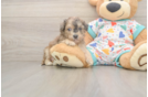 Funny Poochon Poodle Mix Pup