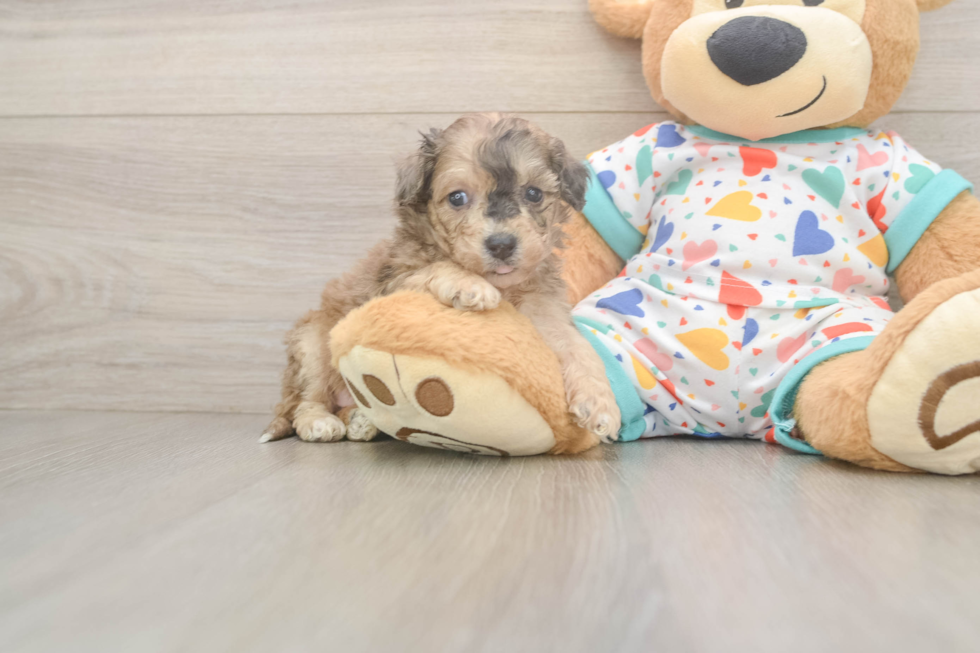 Funny Poochon Poodle Mix Pup