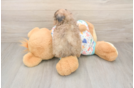 Adorable Bichpoo Poodle Mix Puppy