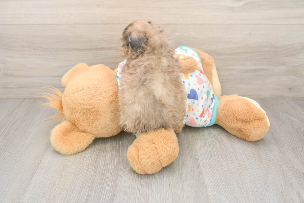 Adorable Bichpoo Poodle Mix Puppy
