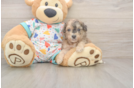 Small Poochon Baby