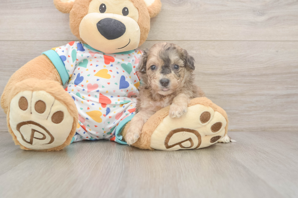 5 week old Poochon Puppy For Sale - Seaside Pups