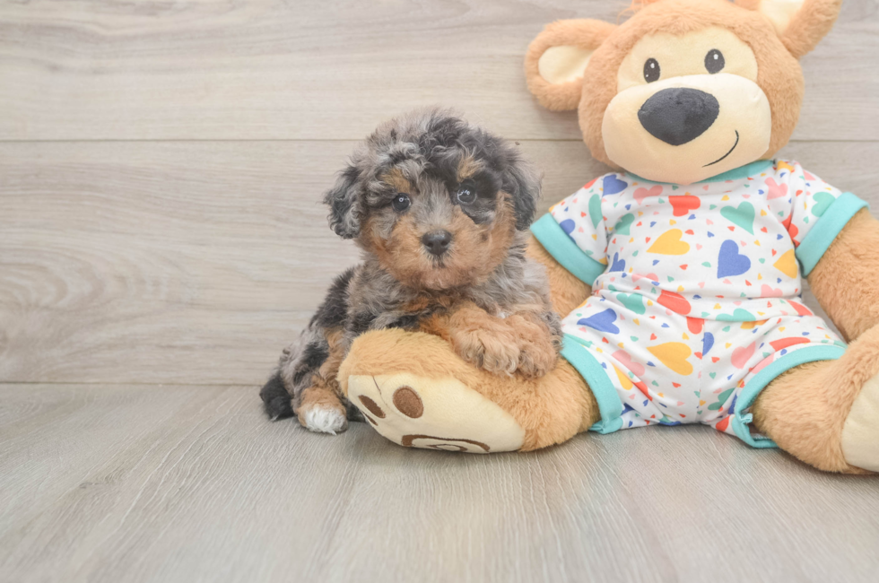 5 week old Poochon Puppy For Sale - Seaside Pups