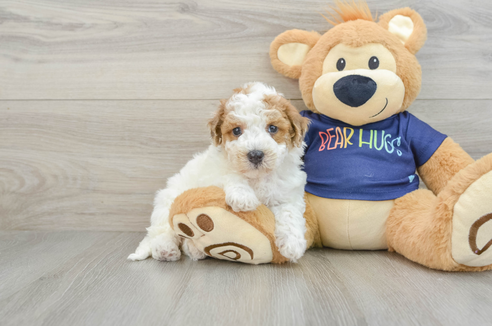 6 week old Poochon Puppy For Sale - Seaside Pups