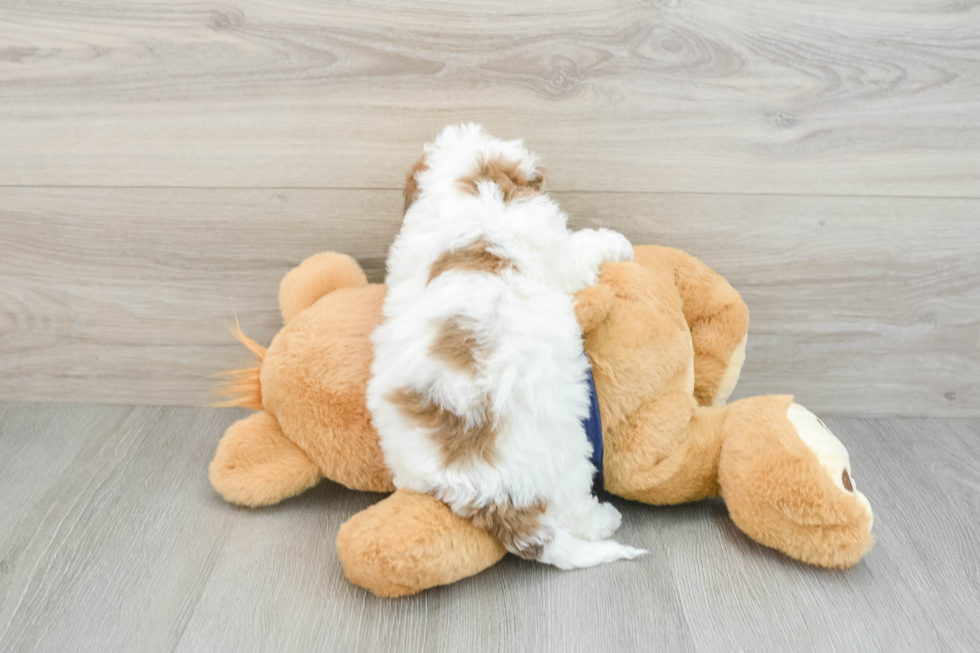 Playful Bichpoo Poodle Mix Puppy