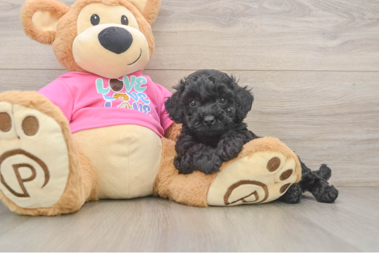 Best Poochon Baby