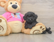 6 week old Poochon Puppy For Sale - Seaside Pups