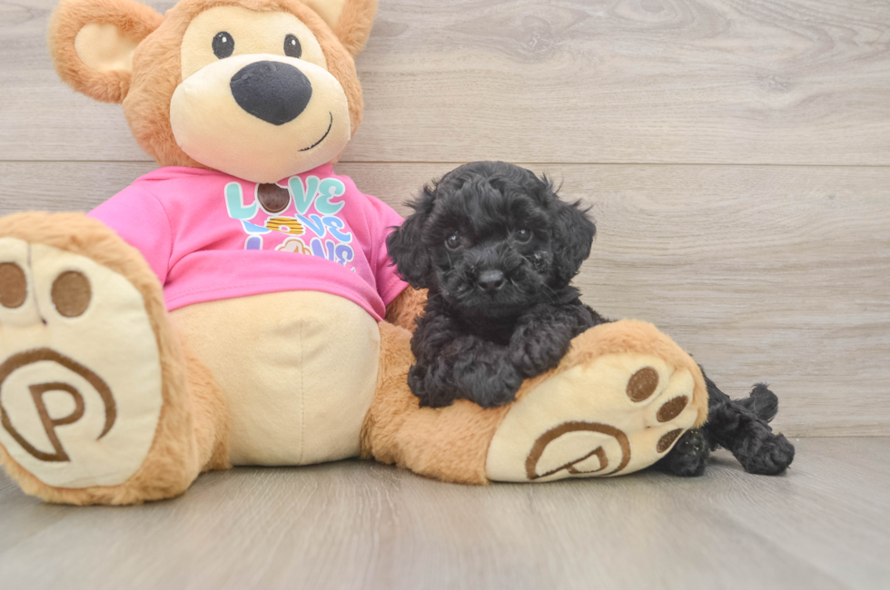 5 week old Poochon Puppy For Sale - Seaside Pups