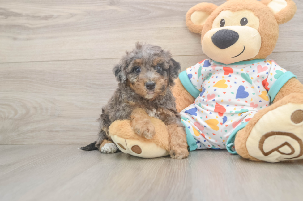 5 week old Poochon Puppy For Sale - Seaside Pups