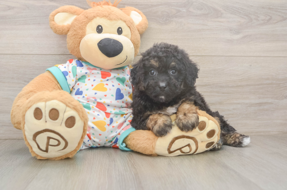 5 week old Poochon Puppy For Sale - Seaside Pups