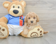 7 week old Poochon Puppy For Sale - Seaside Pups