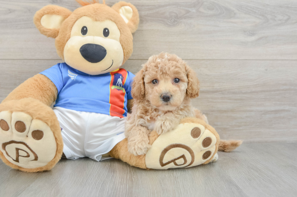 5 week old Poochon Puppy For Sale - Seaside Pups