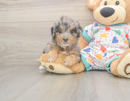 8 week old Poochon Puppy For Sale - Seaside Pups