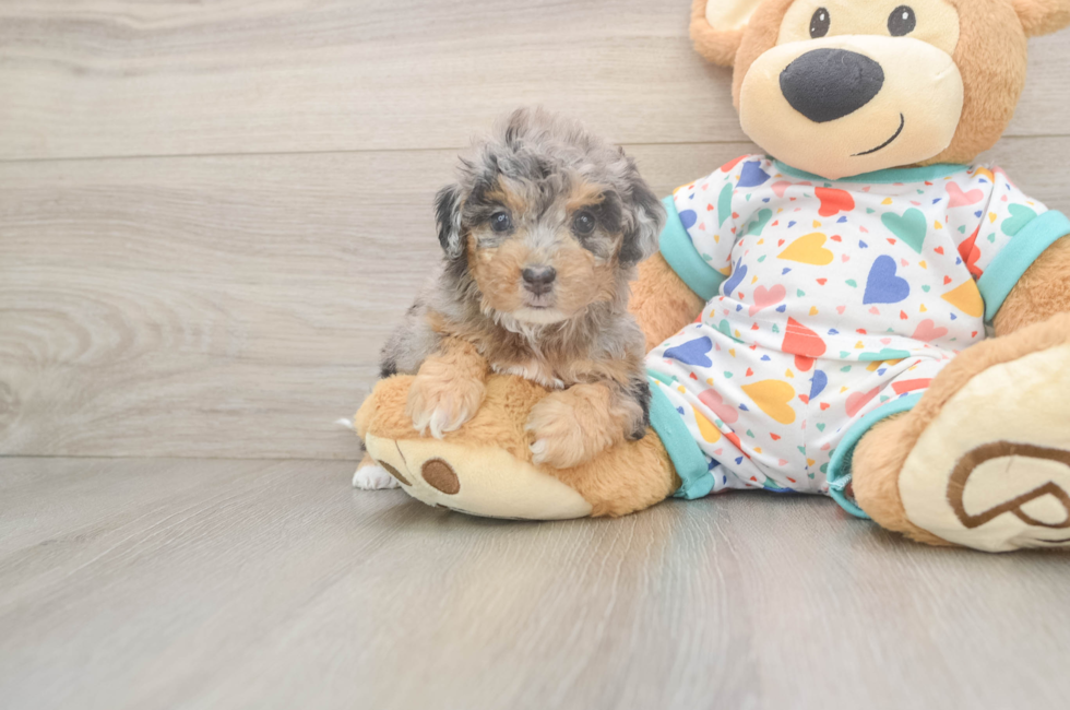 5 week old Poochon Puppy For Sale - Seaside Pups