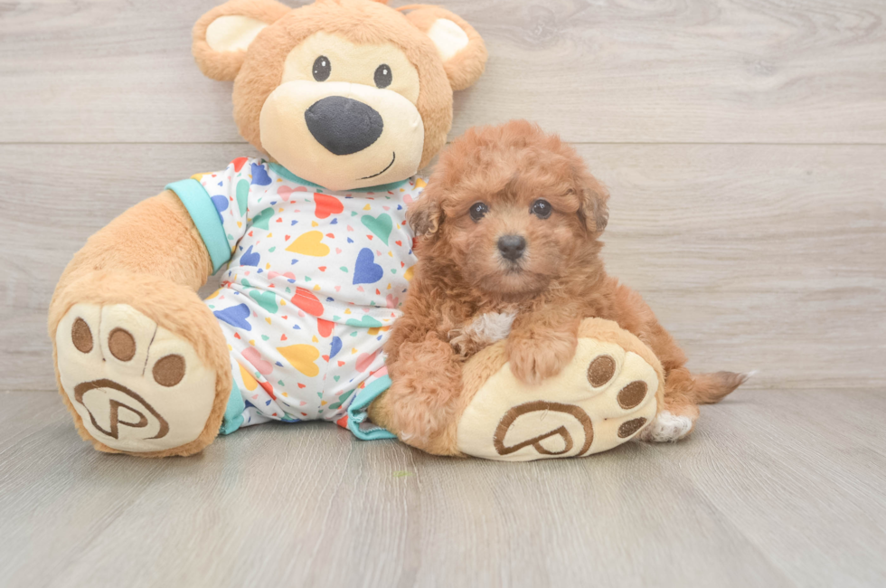 5 week old Poochon Puppy For Sale - Seaside Pups